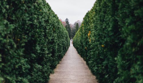 Hedges in a garden